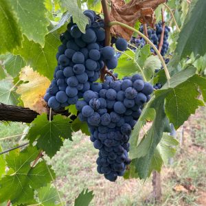 20230924_063620_FC389F