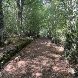 66CF4104-28D5-4174-81A3-04741E9D9E60_1_105_c